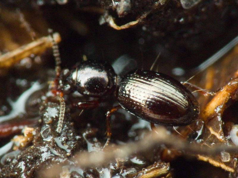 Dyschirius aenea Boheman, 1849